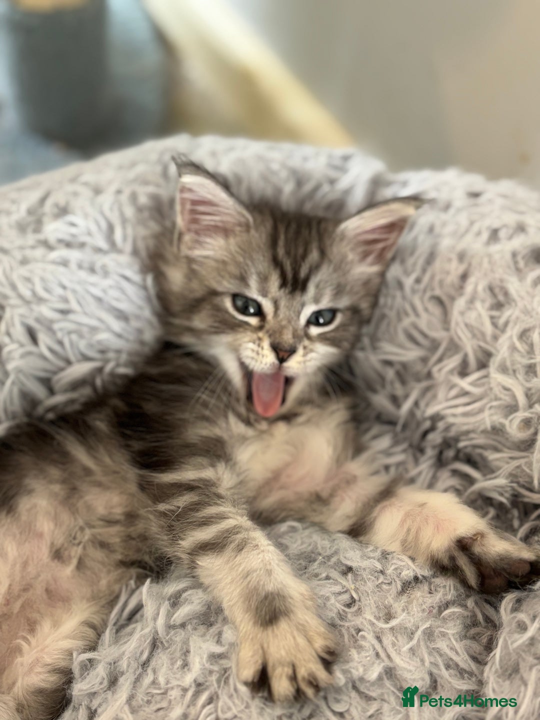 Maine Coon cats for sale: TICA & Council licensed white/black Maine Coons - Image 33