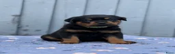 Rottweiler dogs for sale: 5 Exceptional KC Registered Rottweiler Puppies - Advert 34