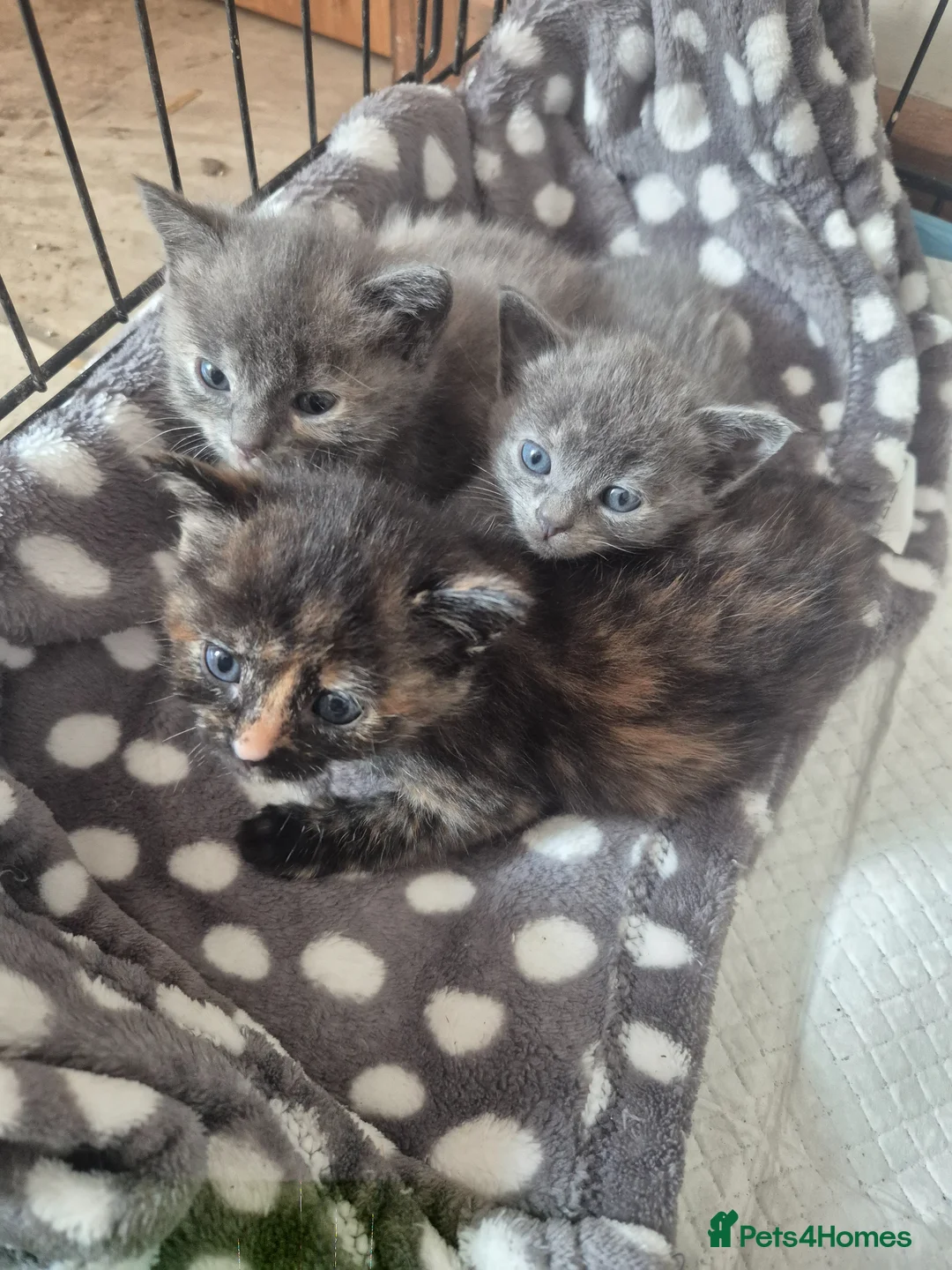 Mixed Breed cats for sale: Three female kittens - Advert 1