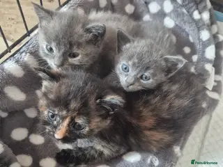 Mixed Breed cats Three female kittens - Advert 2