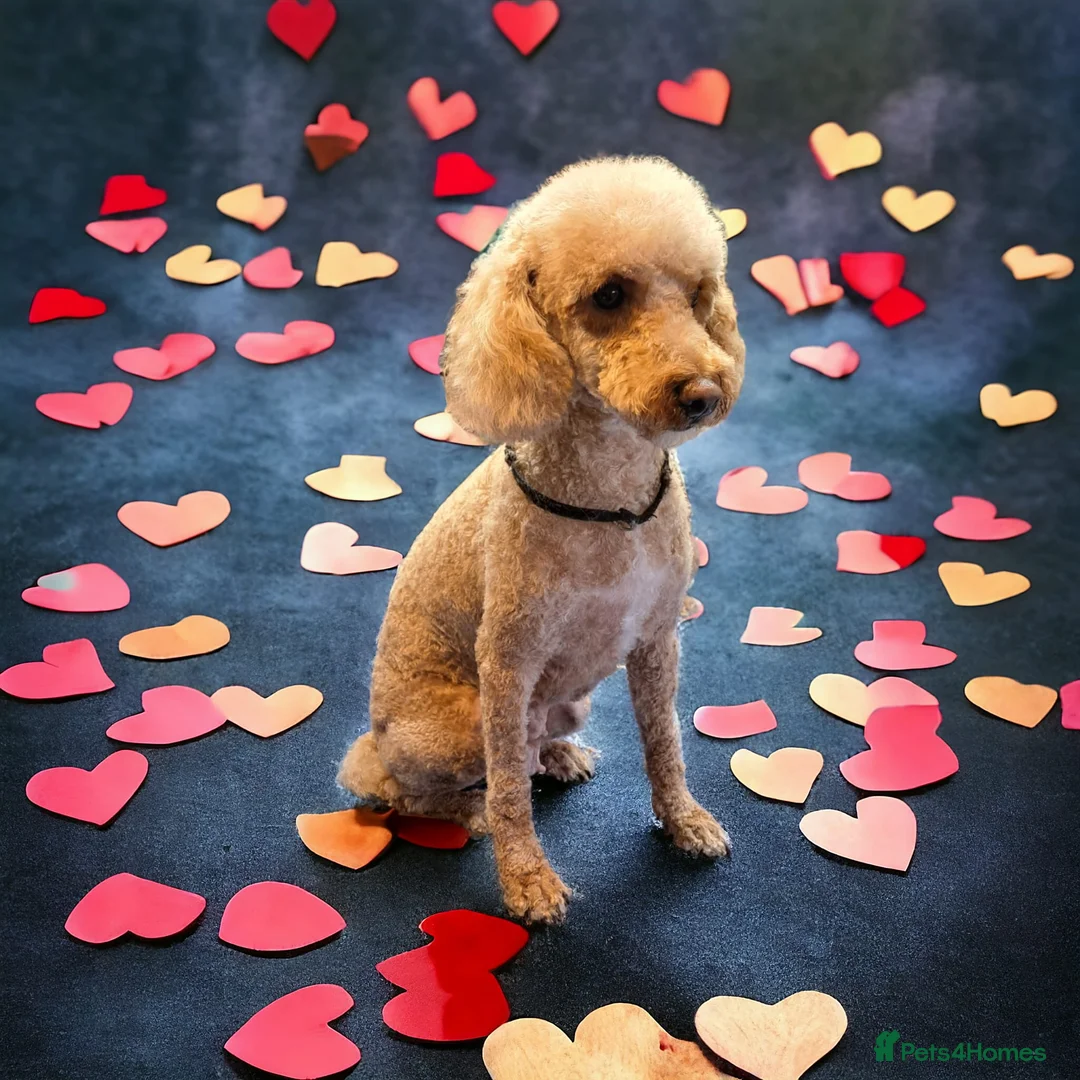 Cavapoo dogs for sale: F1 CHOCOLATE AND APRICOT Cavapoo’s EXTENSIVELY H/T - Advert 1