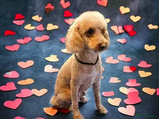 Cavapoo dogs F1 CHOCOLATE AND APRICOT Cavapoo’s EXTENSIVELY H/T - Advert 1