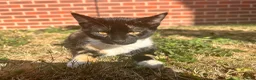 Mixed Breed cats for sale: Two kittens - Advert 8