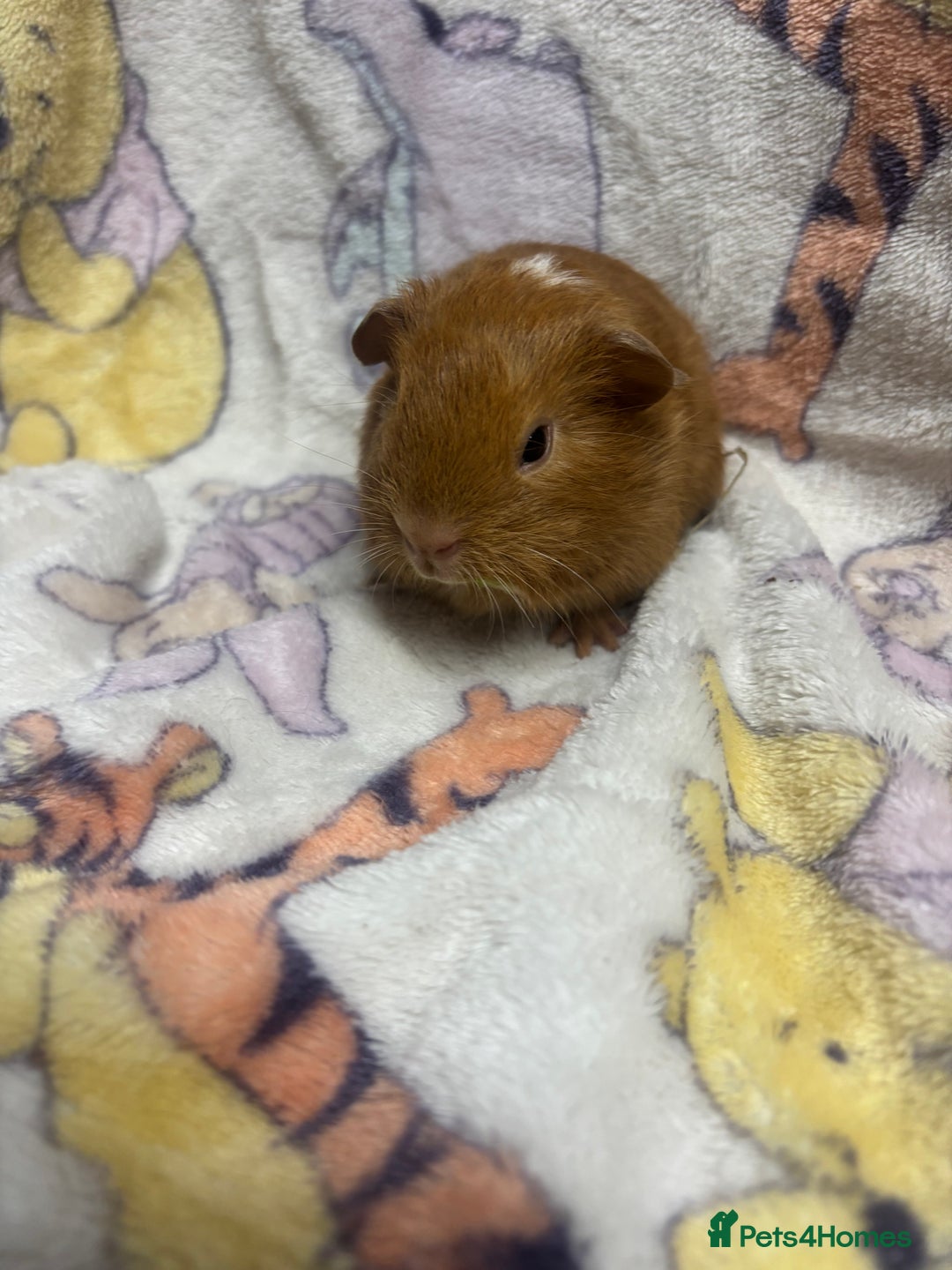 Guinea Pig rodents for sale: 2 beautiful girl piggys  - Advert 8