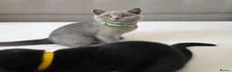 British Shorthair cats for sale: Beautiful British Shorthair Kittens for LovingHome - Advert 21