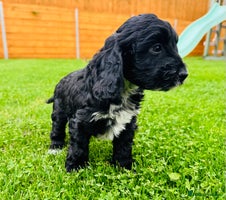 Cockapoo dogs - Advert 13