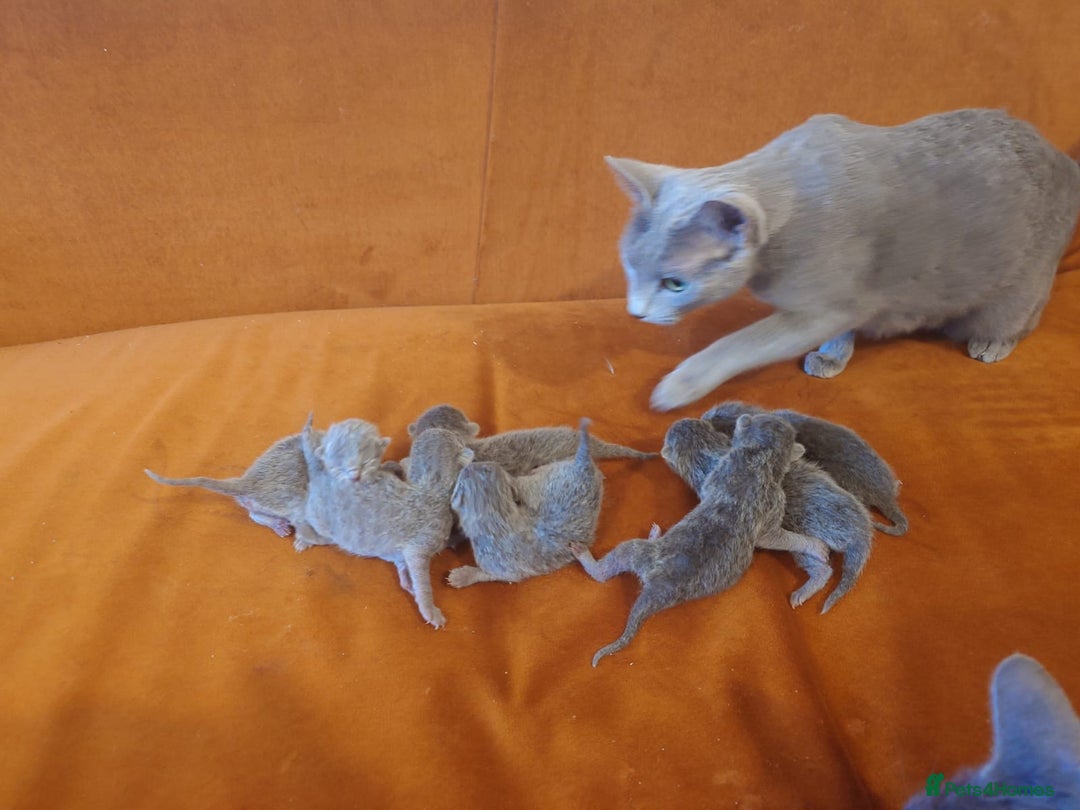 Russian Blue cats for sale: Russian Blue - Advert 1