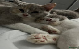 British Shorthair cats for sale: 💗💙💗💙GCCF LAST GIRL British Shorthair  - Image 3