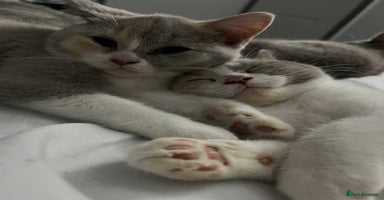 British Shorthair cats - Advert 7