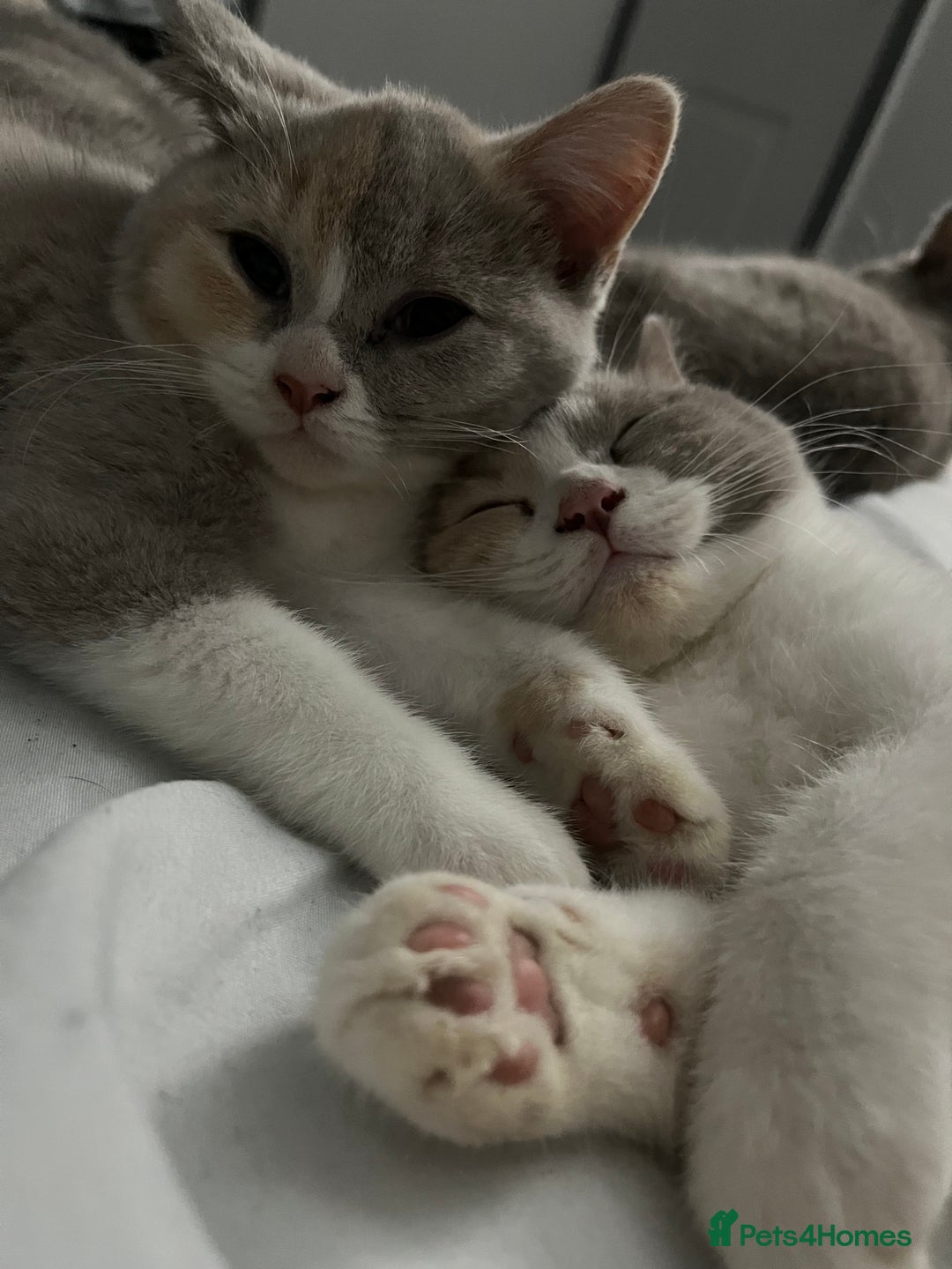 British Shorthair cats for sale: 💗💙💗💙GCCF LAST GIRL British Shorthair  - Image 3