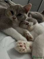 British Shorthair cats - Advert 4