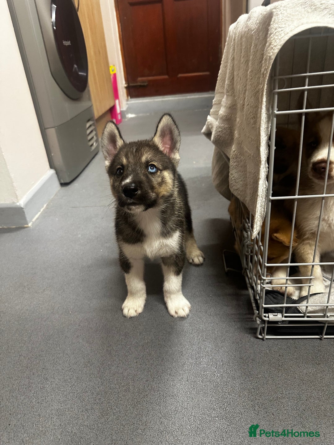 Siberian Husky dogs for sale: Siberian huskies - Image 6