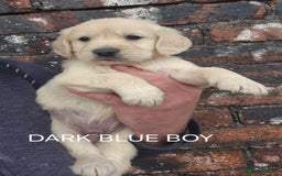 Golden Retriever dogs for sale: KC GOLDEN RETRIEVER PUPPIES HEALTH TESTED PARENTS  - Image 10