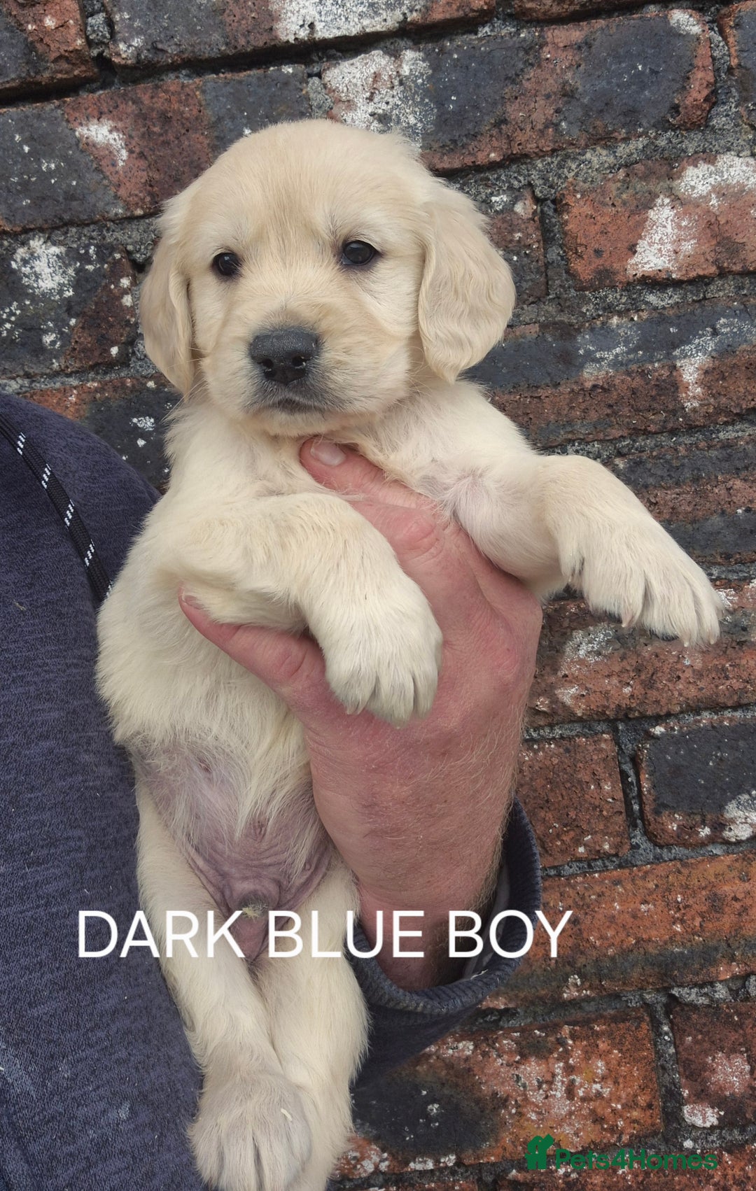 Golden Retriever dogs for sale: KC GOLDEN RETRIEVER PUPPIES HEALTH TESTED PARENTS  - Image 10
