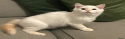Ragdoll cats for sale: GCCF ACTIVE Cream Colourpoint Ragdoll - Advert 7
