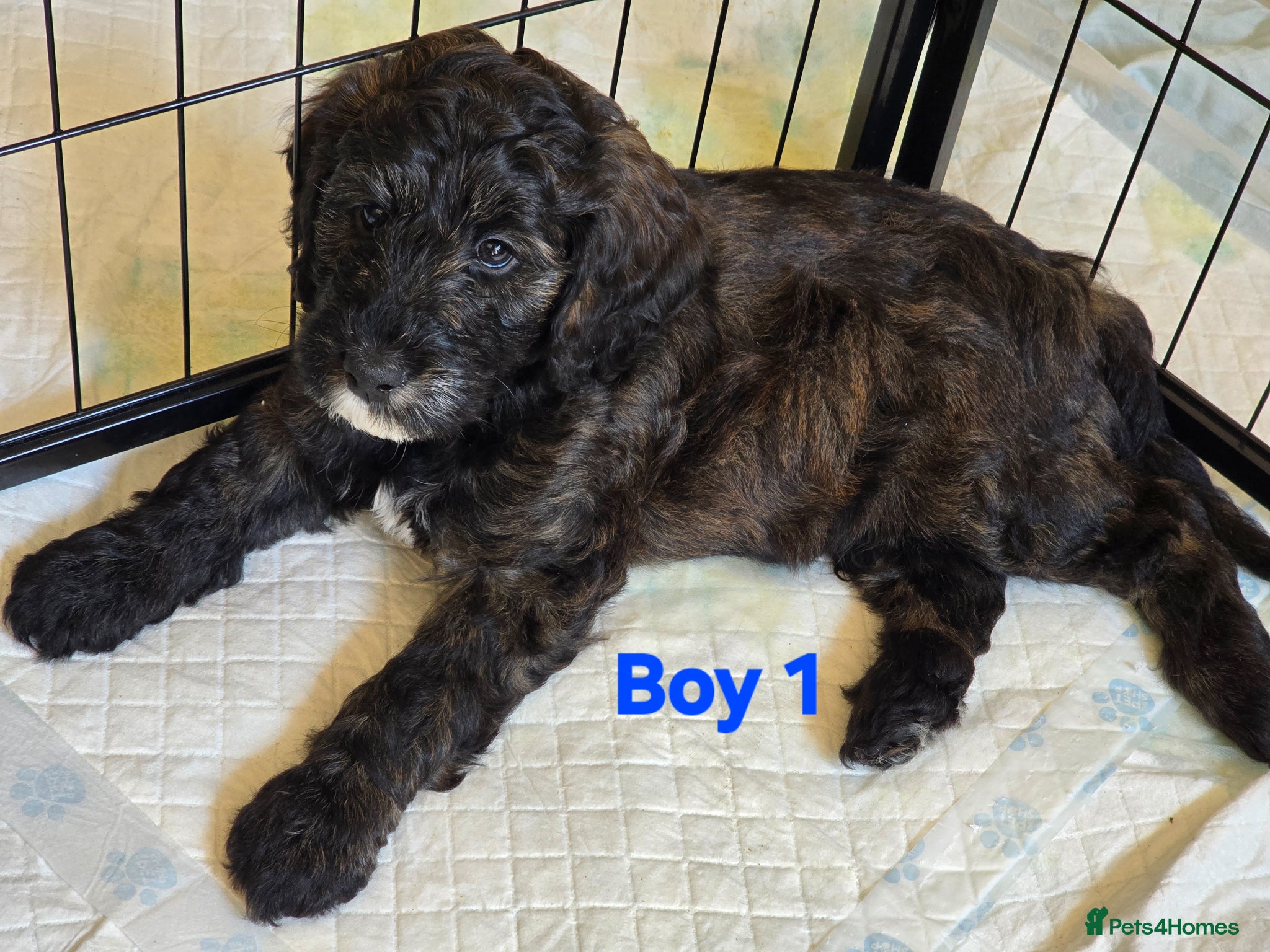 Cockapoo dogs F1b Cockapoos  - Advert 14