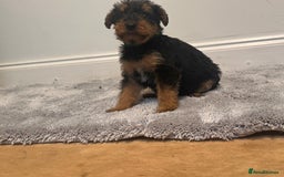 Airedale Terrier dogs for sale: Champion Coralita Airedale puppies  - Image 9