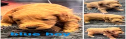 Mini Goldendoodle dogs for sale: Beautiful miniature Golden Doodle puppies - Advert 5