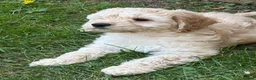 Cockapoo dogs for sale: READY NOW F1 Cockapoo boys  - Advert 10