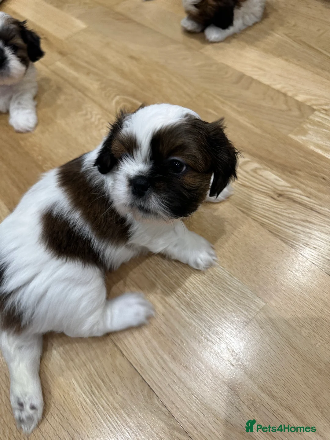 Shih Tzu dogs for sale: Shih Tzu puppies  - Advert 16
