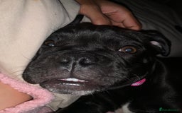 Mixed Breed dogs for sale: mix pocket bully/pug - Image 1