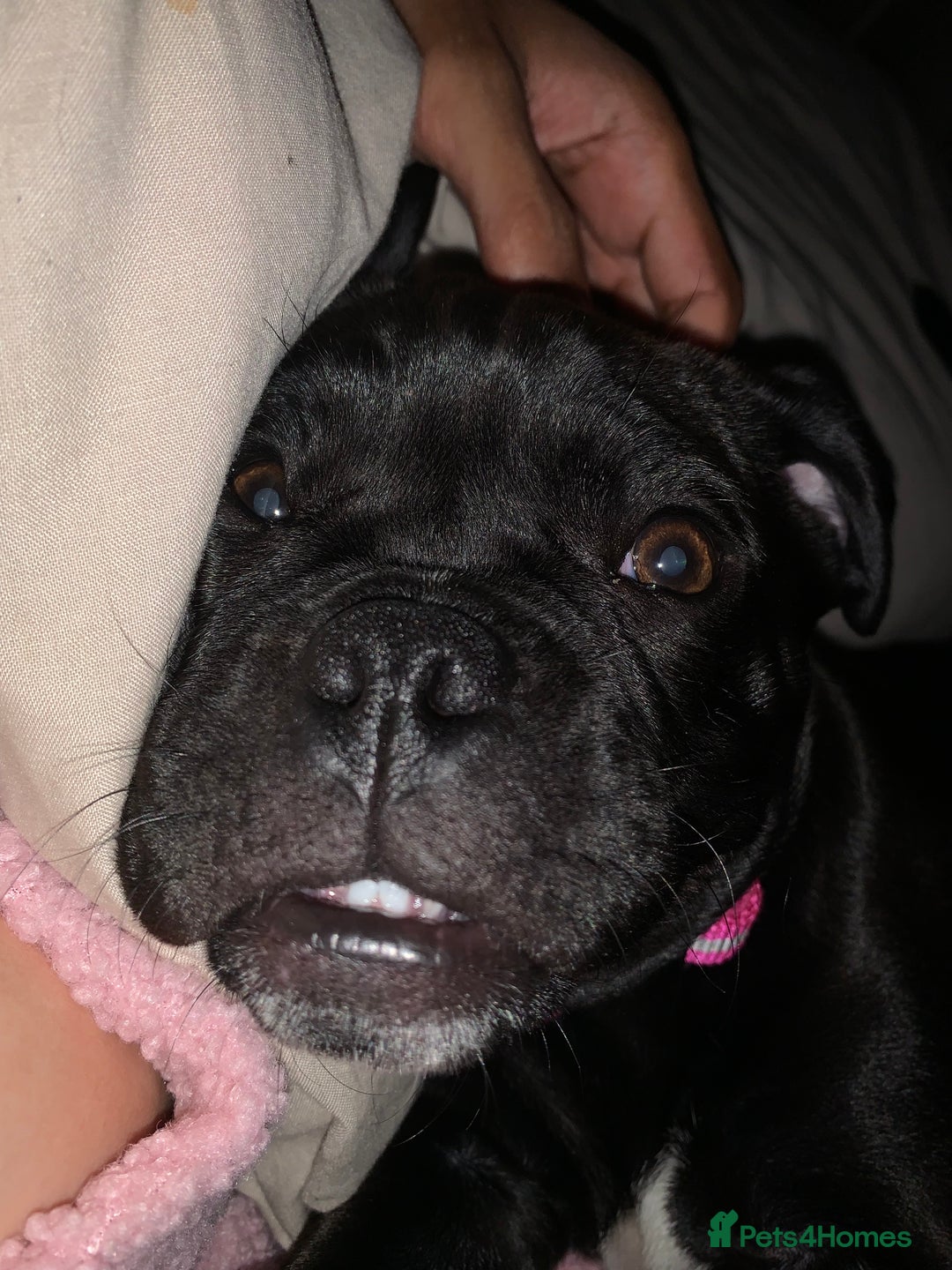 Mixed Breed dogs for sale: mix pocket bully/pug - Image 1
