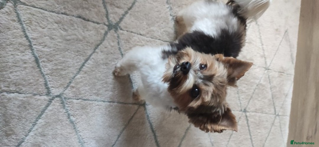 Yorkshire Terrier dogs for stud: Yorkshire terrier for stud in Weston-super-Mare - Advert 7