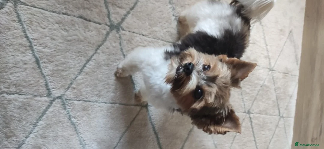 Yorkshire Terrier dogs for stud: Yorkshire terrier for stud in Weston-super-Mare - Advert 7