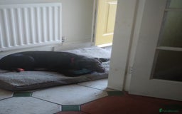 Labrador Retriever dogs for sale: Labrador puppy  - Image 3