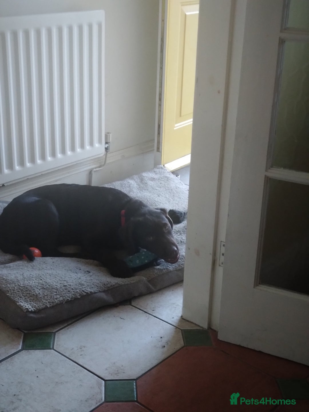 Labrador Retriever dogs for sale: Labrador puppy  - Image 3