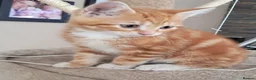 Mixed Breed cats for sale: Rare beautiful ginger tabby girl in Harlow - Advert 11