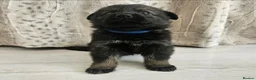 German Shepherd dogs for sale: Outstanding Pedigree German Shepherd Puppies - Advert 5