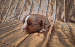 Cavalier King Charles Spaniel dogs for sale: Benton Cavaliers  - Image 10
