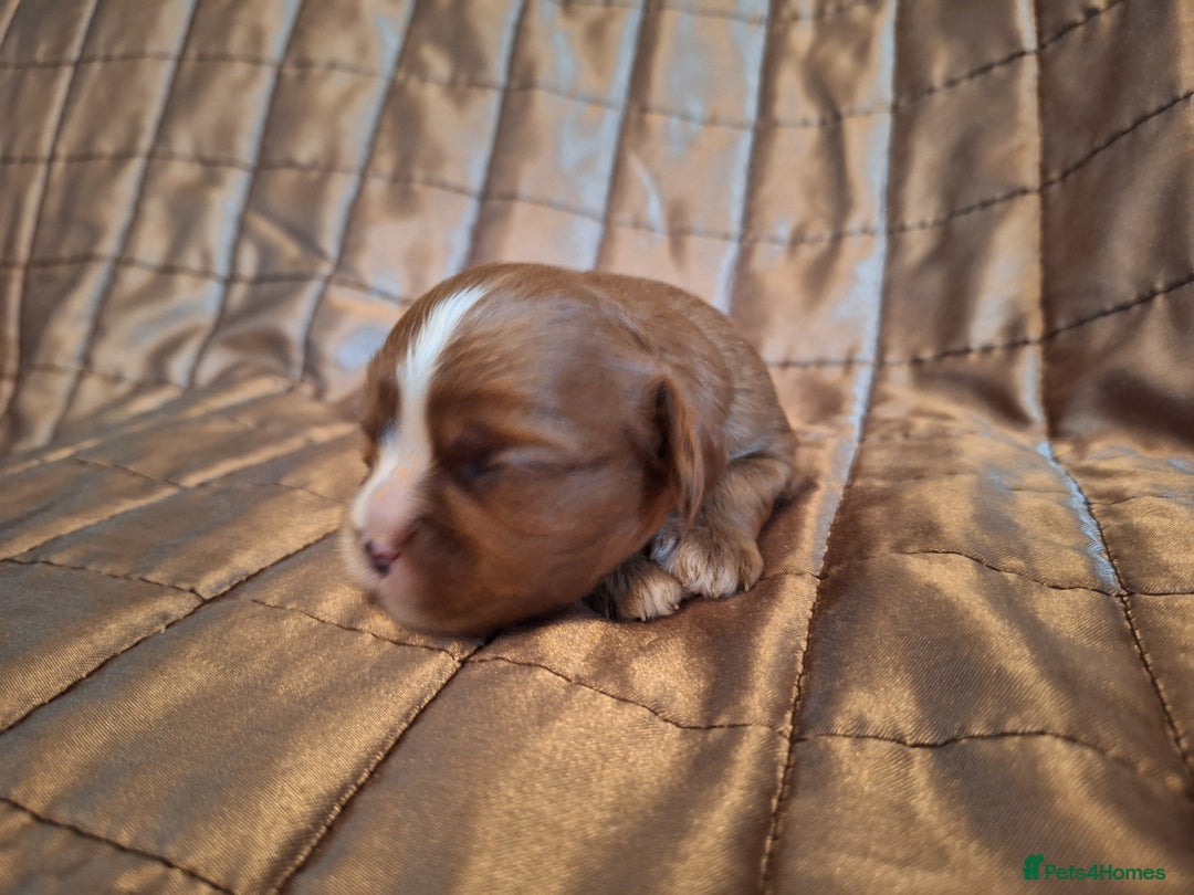 Cavalier King Charles Spaniel dogs for sale: Benton Cavaliers  - Image 10