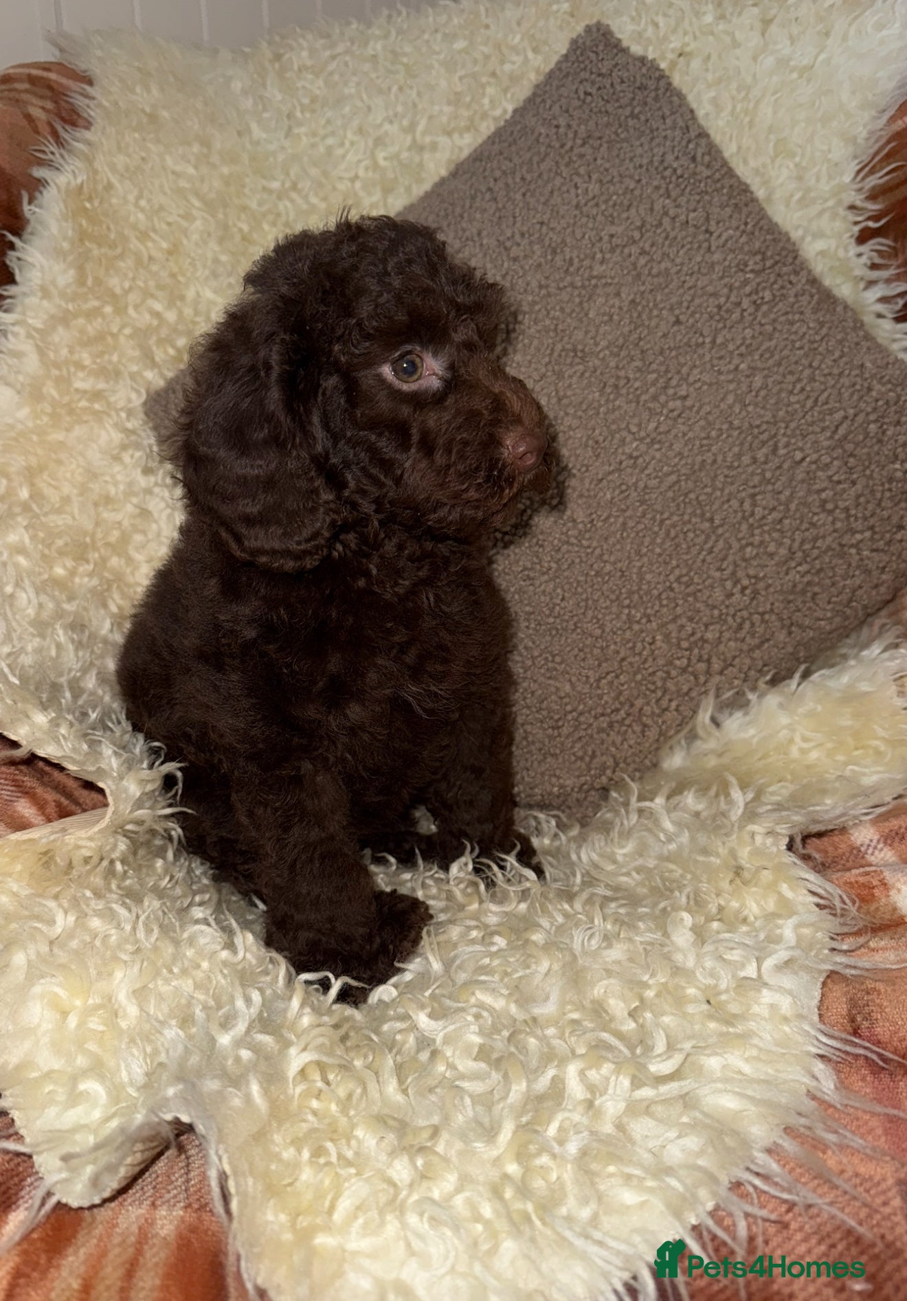 Miniature Poodle dogs 🩷🩷Stunning Chocolate Miniature Poodles🩷🩷 - Advert 2