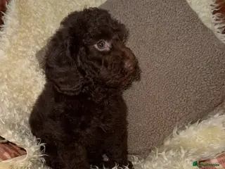 Miniature Poodle dogs 🩷🩷Stunning Chocolate Miniature Poodles🩷🩷 - Advert 2