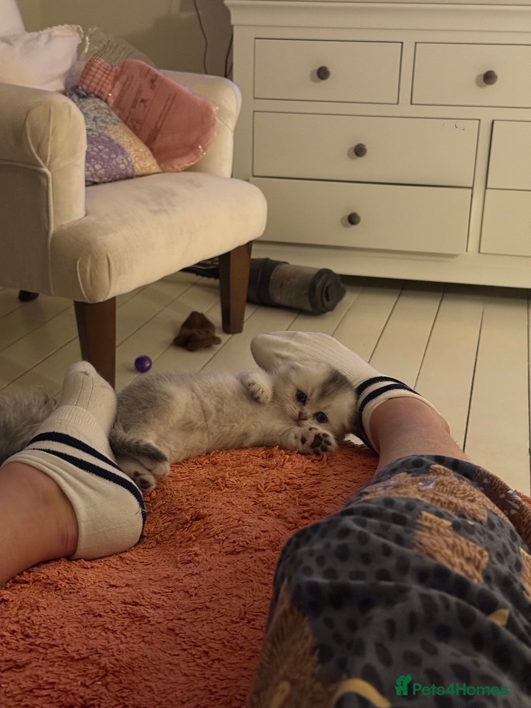 Scottish Fold cats for sale: Tica registered Scottish folds - Advert 4