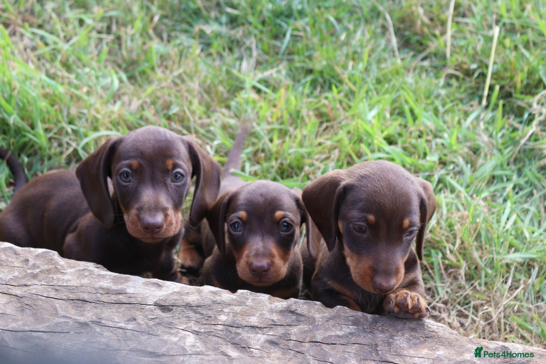Miniature Dachshund dogs for sale: Stunning Miniature dachshunds ready now  - Image 13