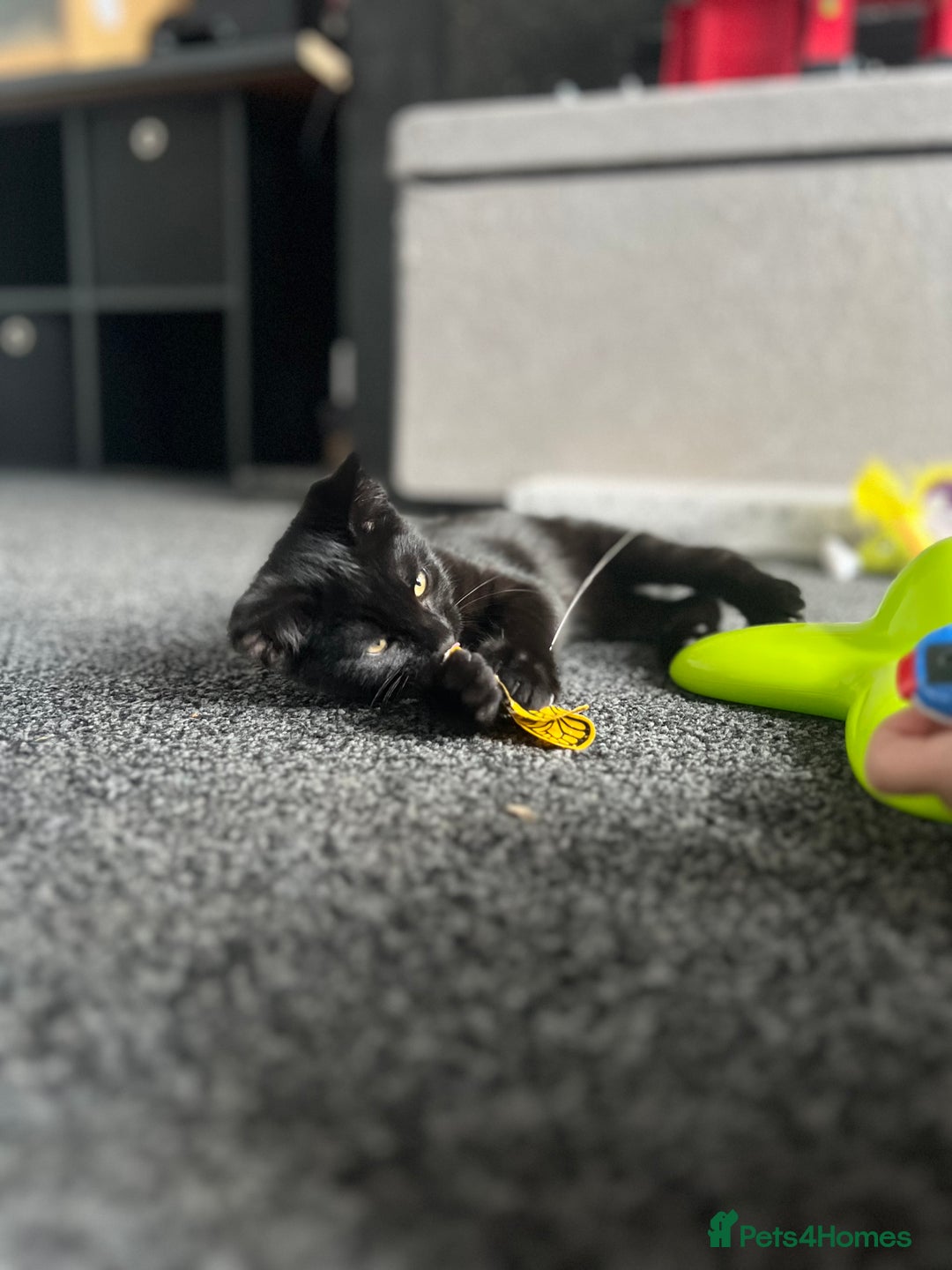 Mixed Breed cats for sale: 1 female kitten looking for home - Image 4