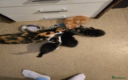 Mixed Breed cats for sale: Beautiful kittens 8 weeks old  - Image 11