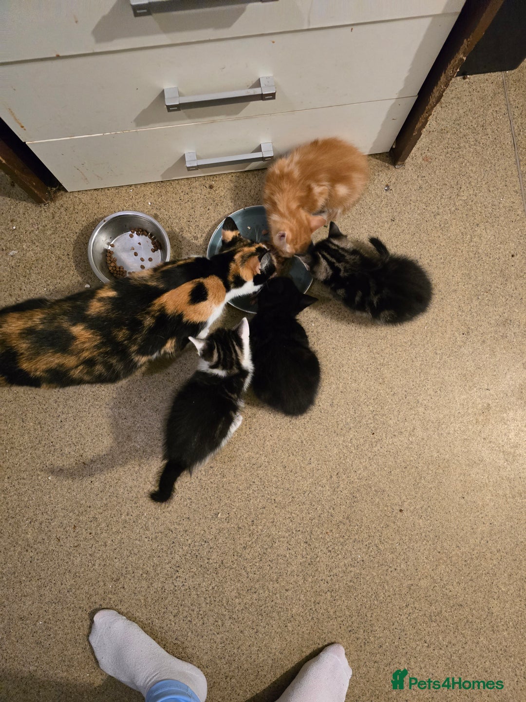 Mixed Breed cats for sale: Beautiful kittens 8 weeks old  - Image 11