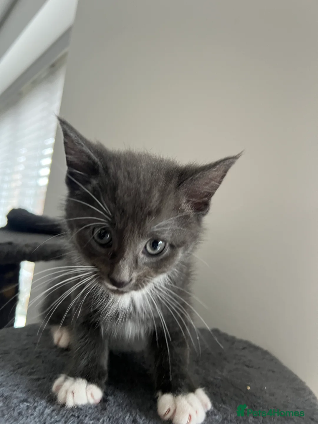 Mixed Breed cats for sale: kittens ready for a new home. - Advert 10