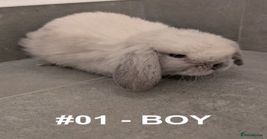 Mini Lop rabbits - Advert 3