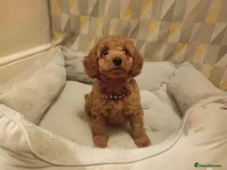 Cavapoo dogs Beautiful red F1B Cavapoos - Advert 6