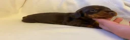 Miniature Dachshund dogs for sale: 🐶 READY TODAY 🐶 £1,800 - Advert 13