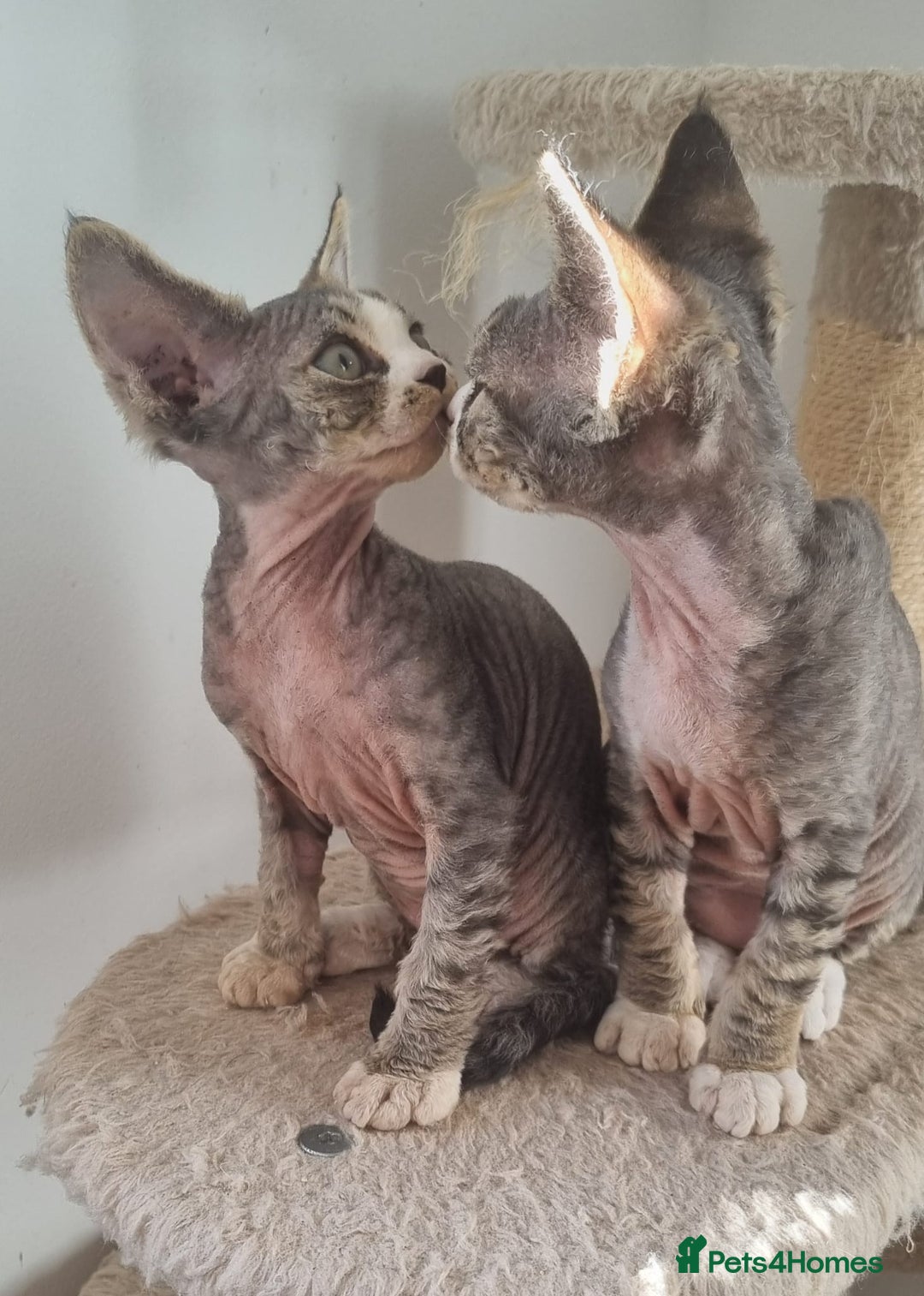 Devon Rex cats for sale: Three lovely brothers and sister - Advert 10