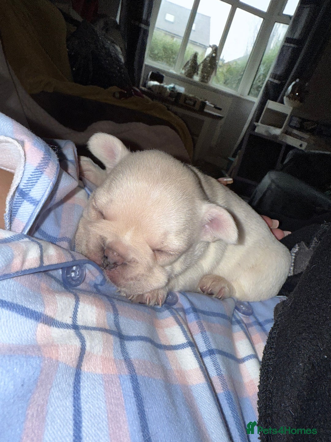 French Bulldog dogs for sale: Puppy frenchies for sale!! - Advert 8