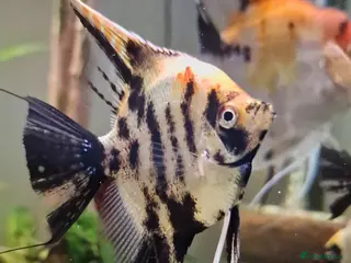 Angelfish fish Koi/Marble Angelfish - Advert 11