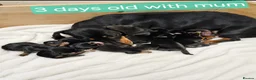 Jackshund dogs for sale: DachshundxJack Russell Puppies  in Martock - Advert 15