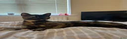 Mixed Breed cats for sale: Narla - Advert 3